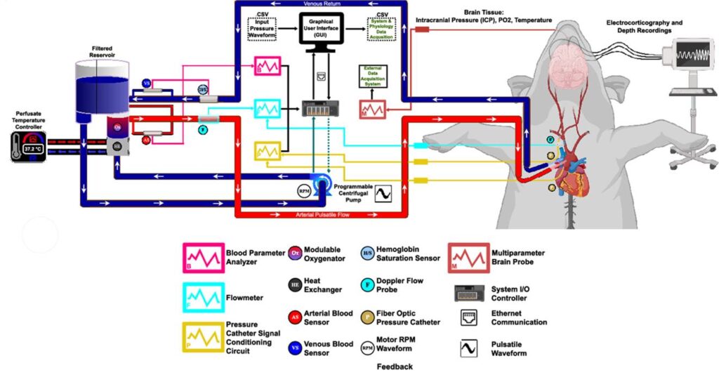 Schematic overview of EPCC and control mechanism for brain isolation.